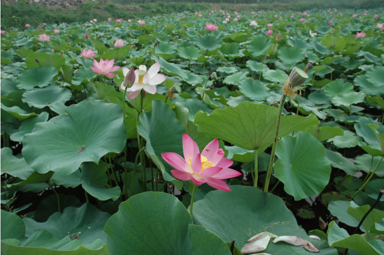 13262港澳龙门客栈