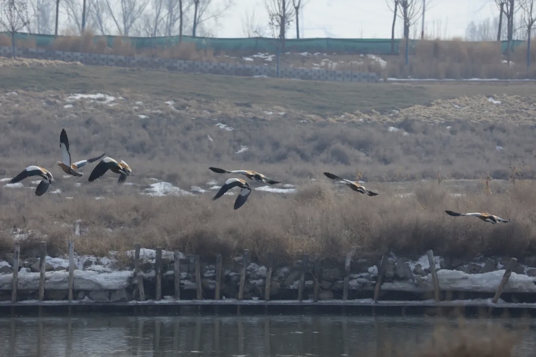 13262港澳龙门客栈