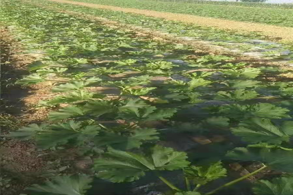 13262港澳龙门客栈