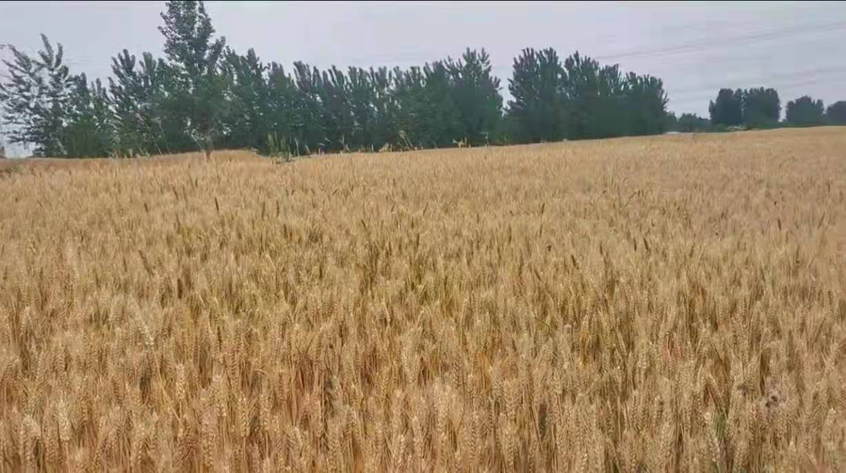 13262港澳龙门客栈