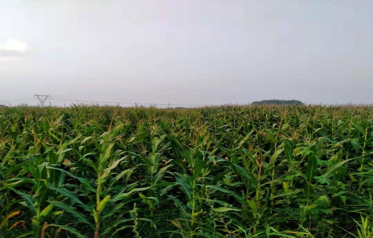 13262港澳龙门客栈