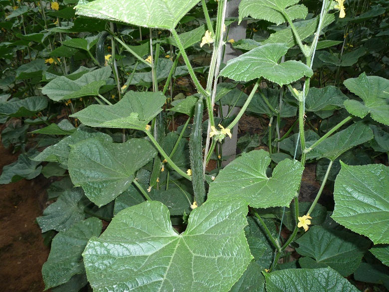 13262港澳龙门客栈