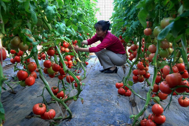 13262港澳龙门客栈